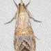 Euchromius ocellea - Photo ללא זכויות יוצרים, uploaded by Chrissy McClarren and Andy Reago