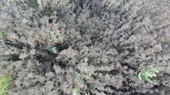 Crucianella maritima