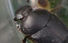 Onthophagus joannae