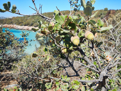 Quercus aucheri
