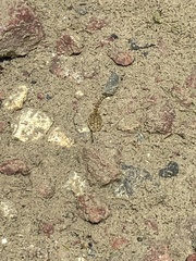 Pseudacris cadaverina