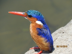 Corythornis cristatus