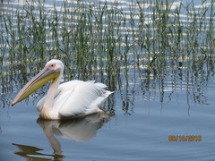 Pelecanus onocrotalus