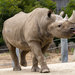 Black Rhinoceros - Photo (c) raleigh_littles, some rights reserved (CC BY-NC)