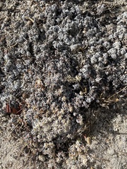 Eriogonum caespitosum