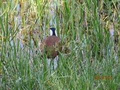 Actophilornis africanus