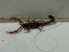 Lychas tricarinatus