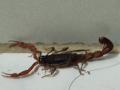 Lychas tricarinatus