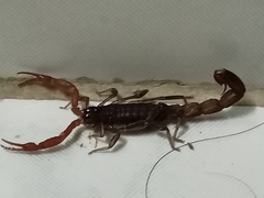 Lychas tricarinatus