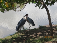 Leptoptilos crumenifer