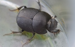 Onthophagus joannae