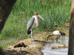 Threskiornis aethiopicus