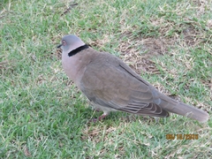 Streptopelia decipiens