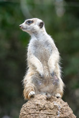 Suricata