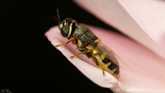 Oplodontha pulchriceps