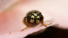 Oplodontha pulchriceps