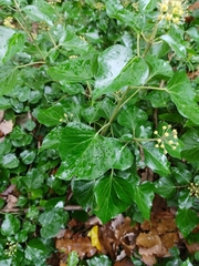 Hedera helix