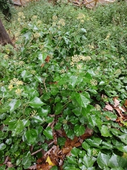 Hedera helix