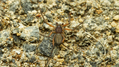 Platyoides walteri