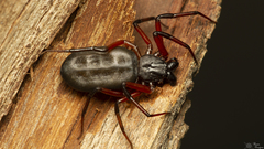 Platyoides walteri