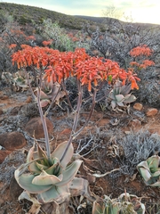 Aloe striata