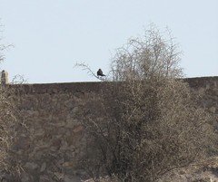 Turdus merula mauritanicus