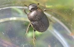 Onthophagus joannae