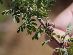 Tanaostigmodes howardii
