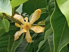 Magnolia champaca