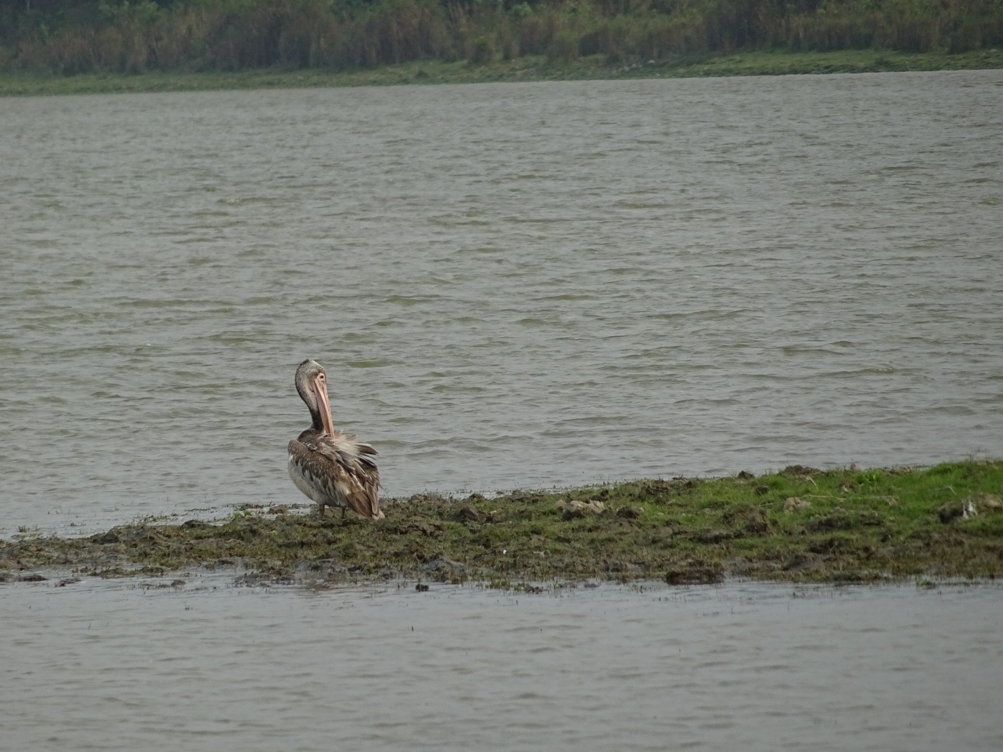 Spot-billed Pelican