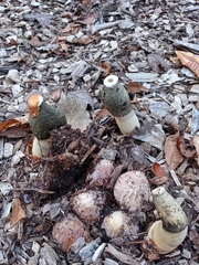 Phallus ravenelii