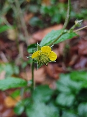 Geum urbanum