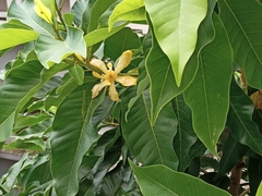 Magnolia champaca