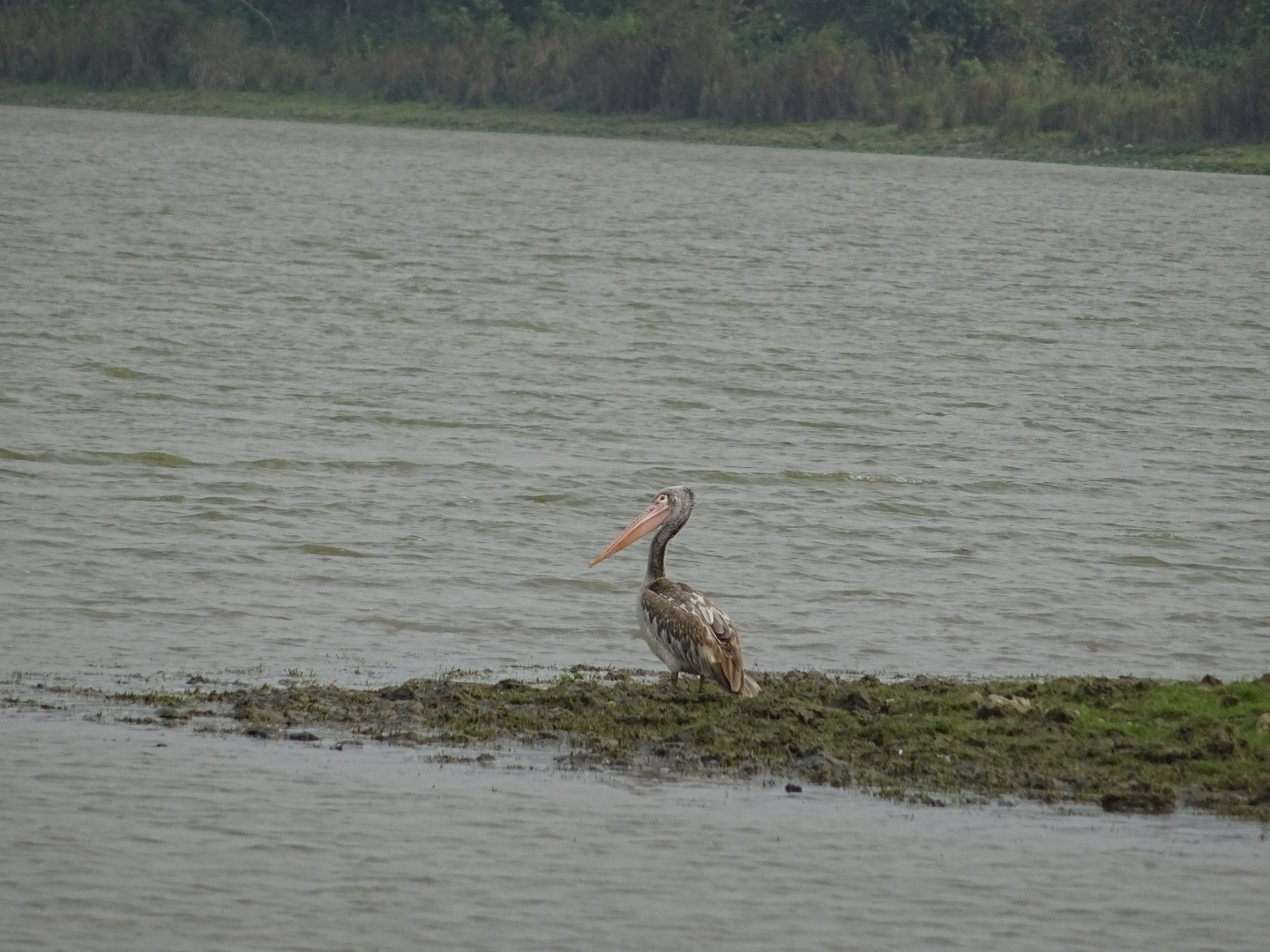 Spot-billed Pelican