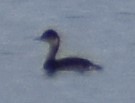 Podiceps nigricollis