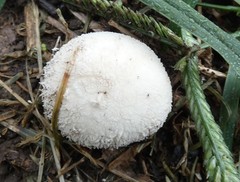 Lycoperdon pulcherrimum