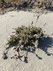 Limonium suffruticosum