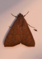 Anomis illita