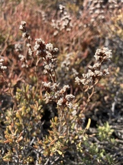 Limonium suffruticosum