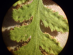 Woodsia cochisensis