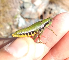 Epipodisma pedemontana
