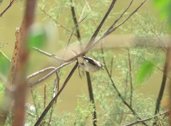 Ficedula hypoleuca