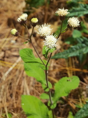 Archibaccharis auriculata