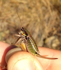 Anonconotus pusillus