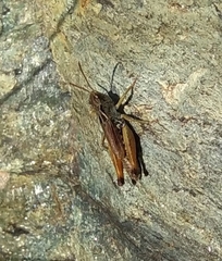 Stenobothrus ursulae