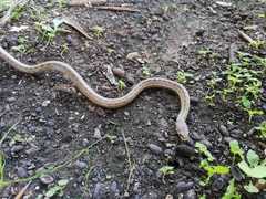 Macroprotodon mauritanicus