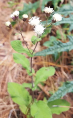 Archibaccharis auriculata