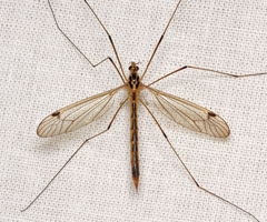 Nephrotoma dorsalis