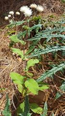 Archibaccharis auriculata