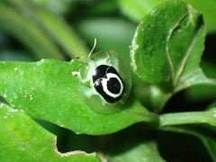 Plagiometriona phoebe